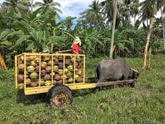 DA, Mitsui explore nanotech coconut farming
