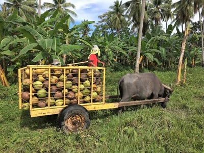 DA, Mitsui explore nanotech coconut farming