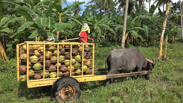 JAPAN and the Philippines are now collaborating on the use of nanotechnology in coconut farming, in which Japanese firm Mitsui will provide proprietary nano-formulated nutrient technology, while the Philippine Coconut Authority will identify trial sites and provide technical support throughout the project.