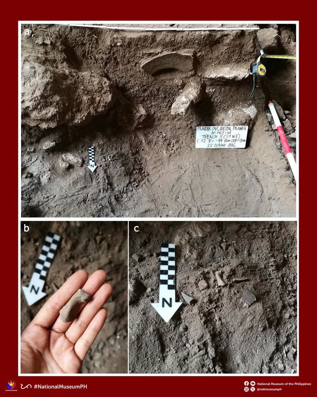 20,000-year-old tiger fossils discovered in Palawan cave