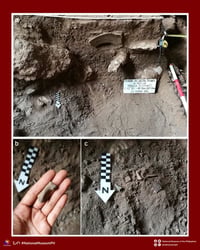 20,000-year-old tiger fossils discovered in Palawan cave