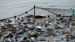 BFAR appeals SC vessel ruling