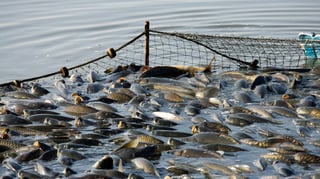 BFAR appeals SC vessel ruling