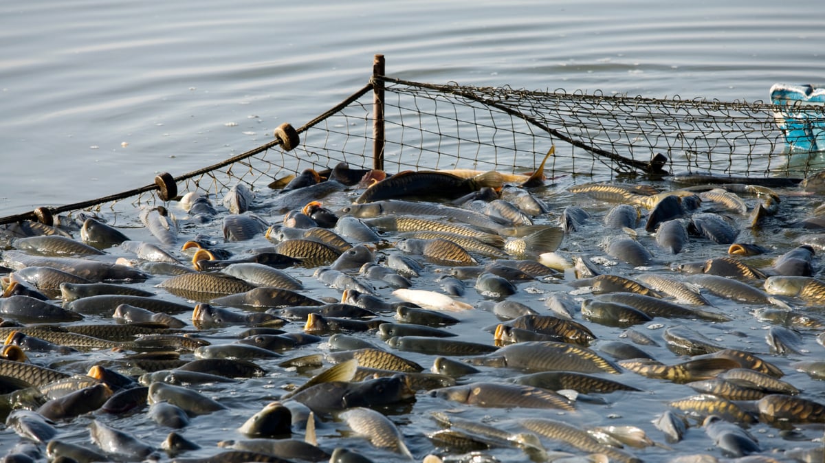 BFAR appeals SC vessel ruling