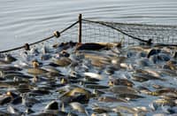BFAR appeals SC vessel ruling