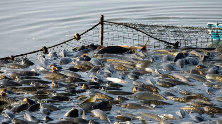 BFAR appeals SC vessel ruling