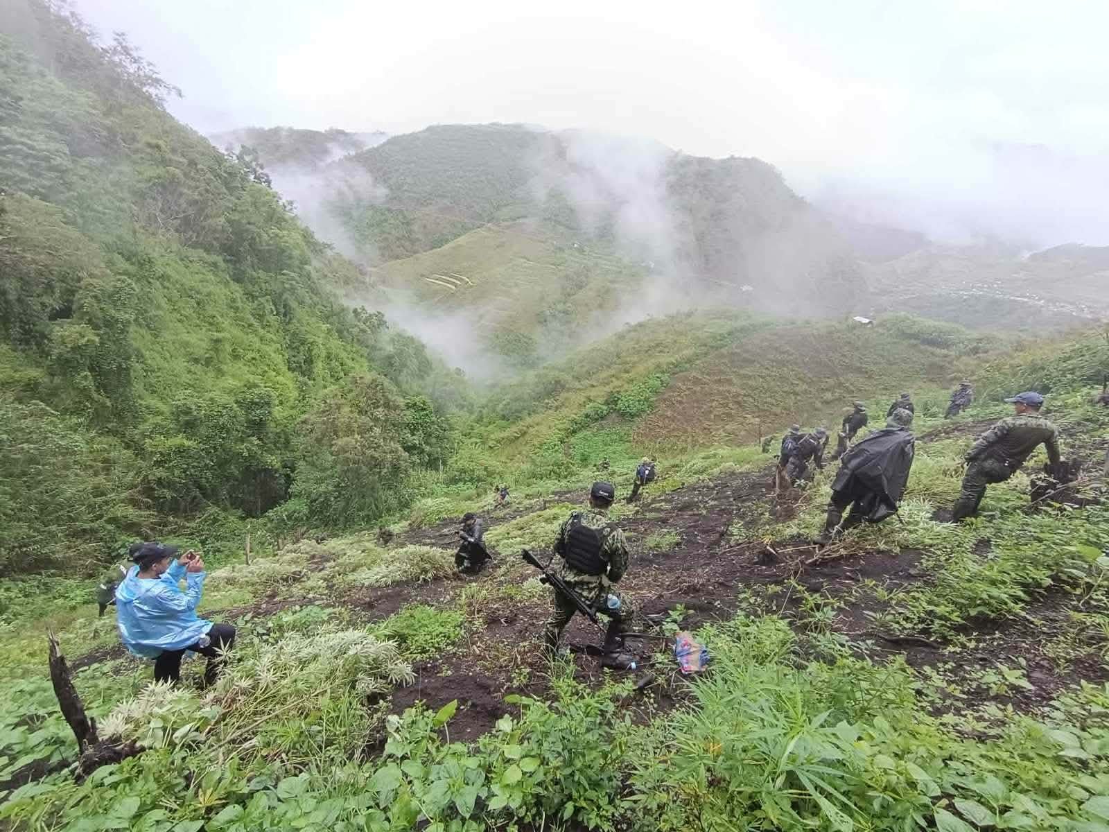 P9.6 million worth of weeds destroyed in Kalinga