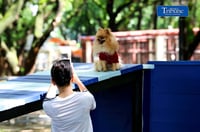 Pet Park