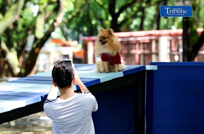 Pet Park
