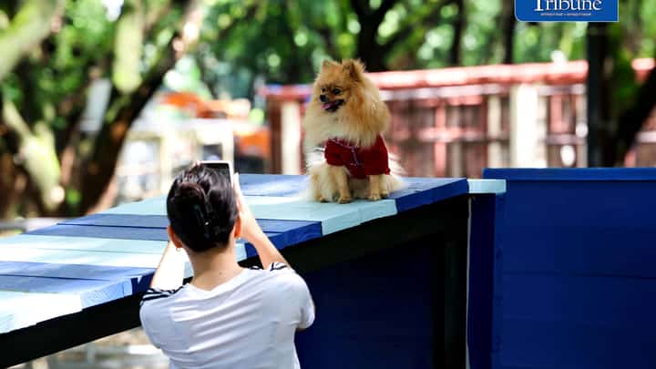 (August 04 2026) Fur parents with their pet dogs enjoy the newly opened dog park for parkgoers and their pets at the Quezon Memorial Circle on Saturday August 1 2026. The dog park has play areas and obstacles, such as an open tunnel and agility A-frames, so the furbabies may enjoy, It also has litter bins to keep the park clean, and benches for pet owners to sit on and relax. Photo/Analy Labor