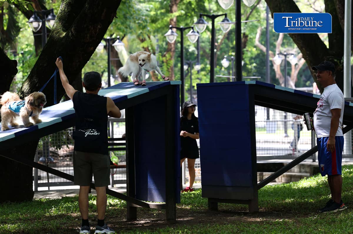 (August 04 2026) Fur parents with their pet dogs enjoy the newly opened dog park for parkgoers and their pets at the Quezon Memorial Circle on Saturday August 1 2026.  The dog park has play areas and obstacles, such as an open tunnel and agility A-frames, so the furbabies may enjoy,  It also has litter bins to keep the park clean, and benches for pet owners to sit on and relax. Photo/Analy Labor