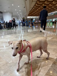 An Aspin in America