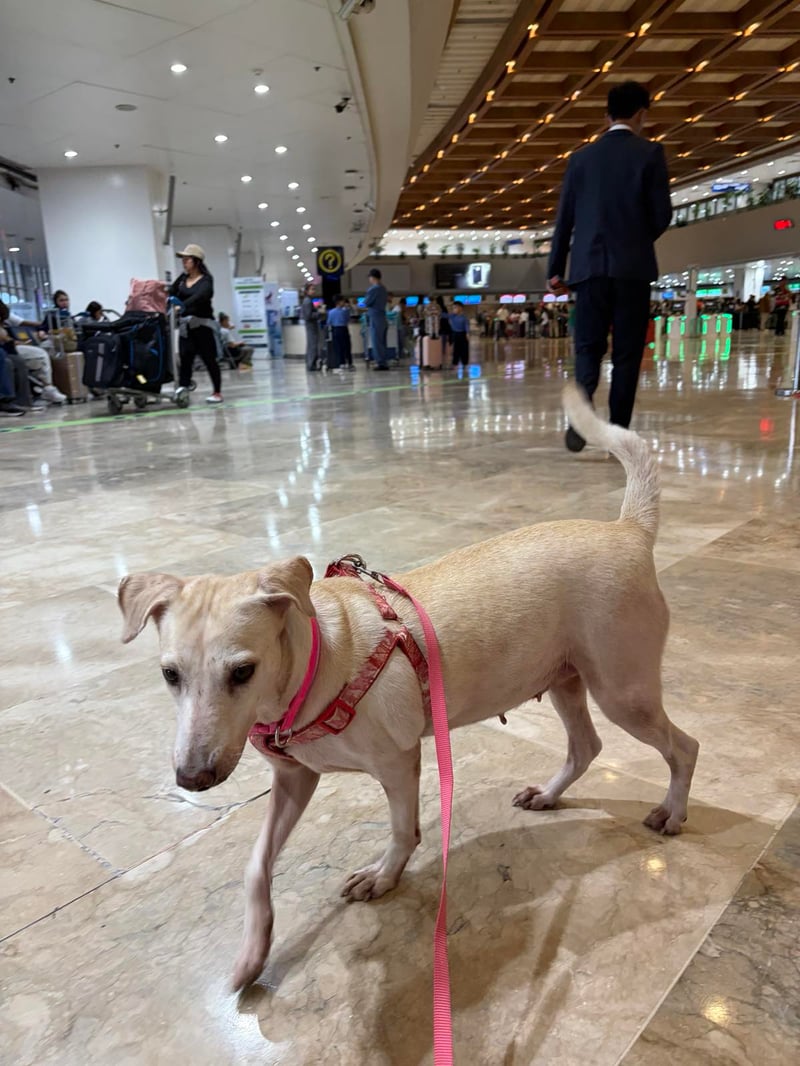 An Aspin in America