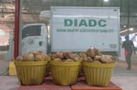 Davao durian reaches Oman after six years