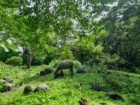 DENR eyes P38T forest investments to boost rural jobs 