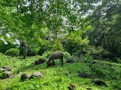 DENR eyes P38T forest investments to boost rural jobs 