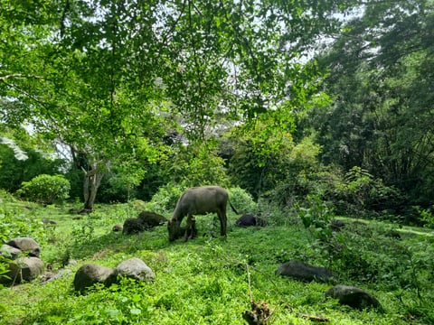 DENR eyes P38T forest investments to boost rural jobs 
