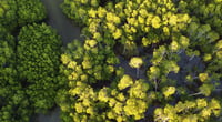 DENR eyes P38 trillion forest investment boom
