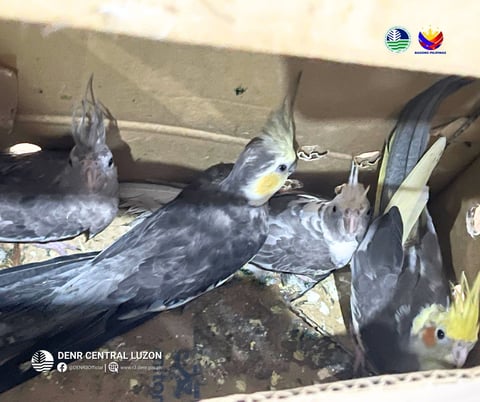 Four exotic cockatiels rescued from illegal wildlife trade in Zambales 