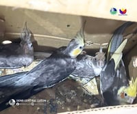 Four exotic cockatiels rescued from illegal wildlife trade in Zambales
