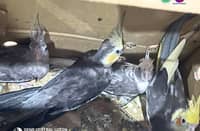 Four exotic cockatiels rescued from illegal wildlife trade in Zambales
