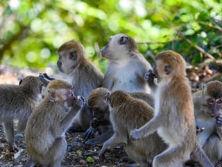 Monkey trapped to end rampage that wounded 18 people
