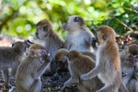 Monkey trapped to end rampage that wounded 18 people