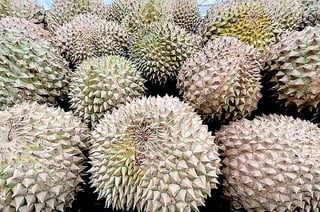 Durian takes center stage