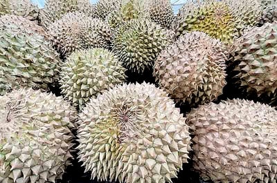 Durian takes center stage