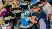 Oyster farming’s missing ingredient