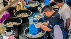 Oyster farming’s missing ingredient