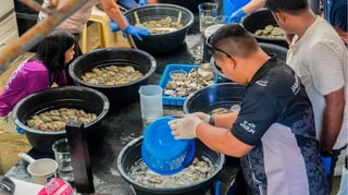 Oyster farming’s missing ingredient