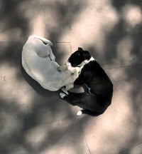 How Yin and Yang can transform your home’s energy