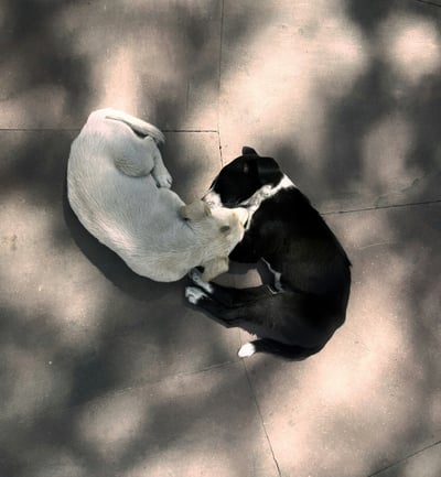 How Yin and Yang can transform your home’s energy