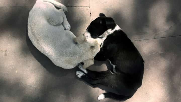 The presence of pets, such as dogs and cats, bring life and Yang energies.
