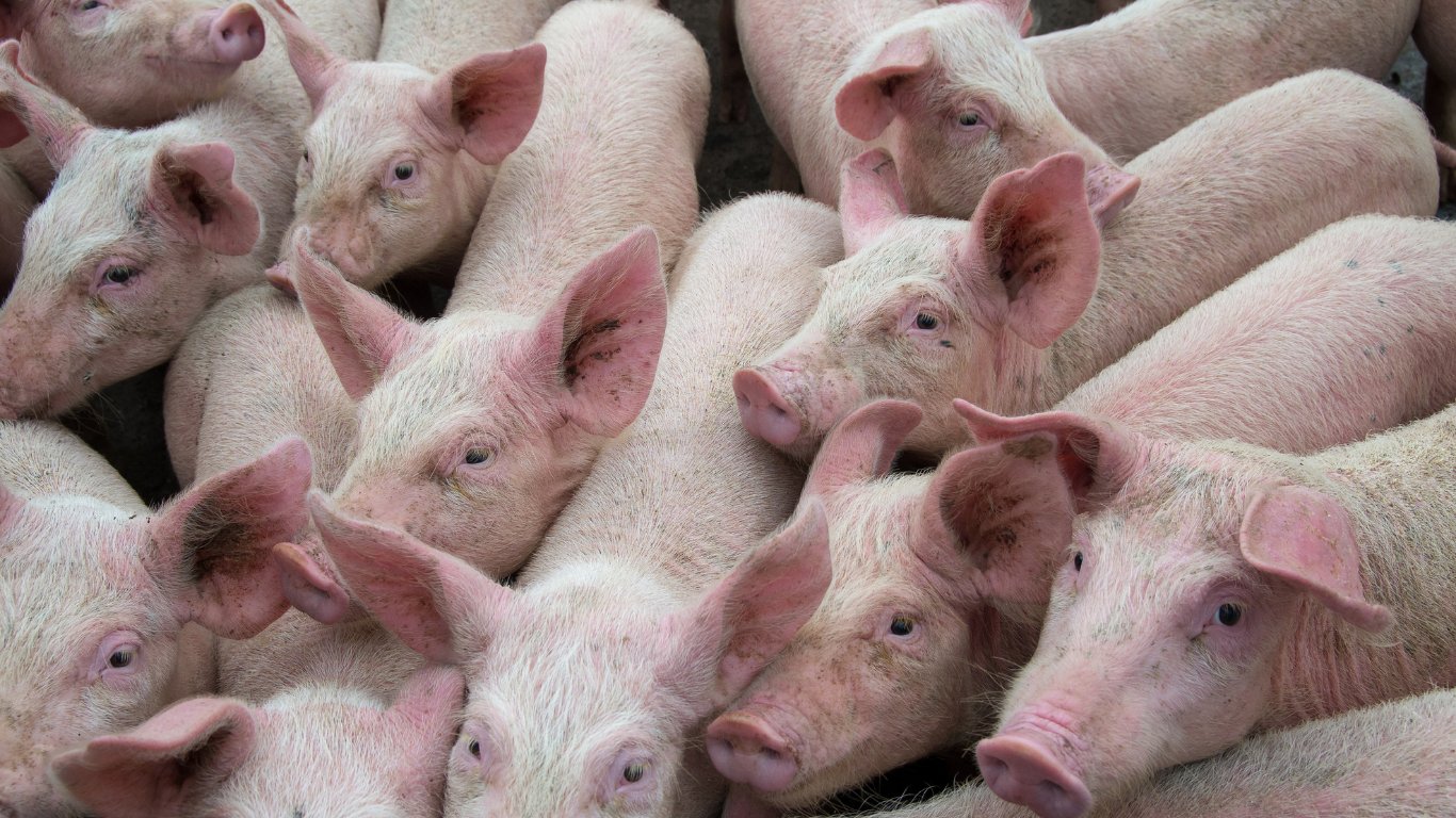 ASF-hit hog raisers get P4.9-M aid