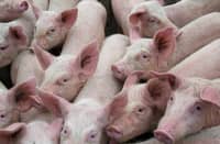 ASF-hit hog raisers get P4.9-M aid