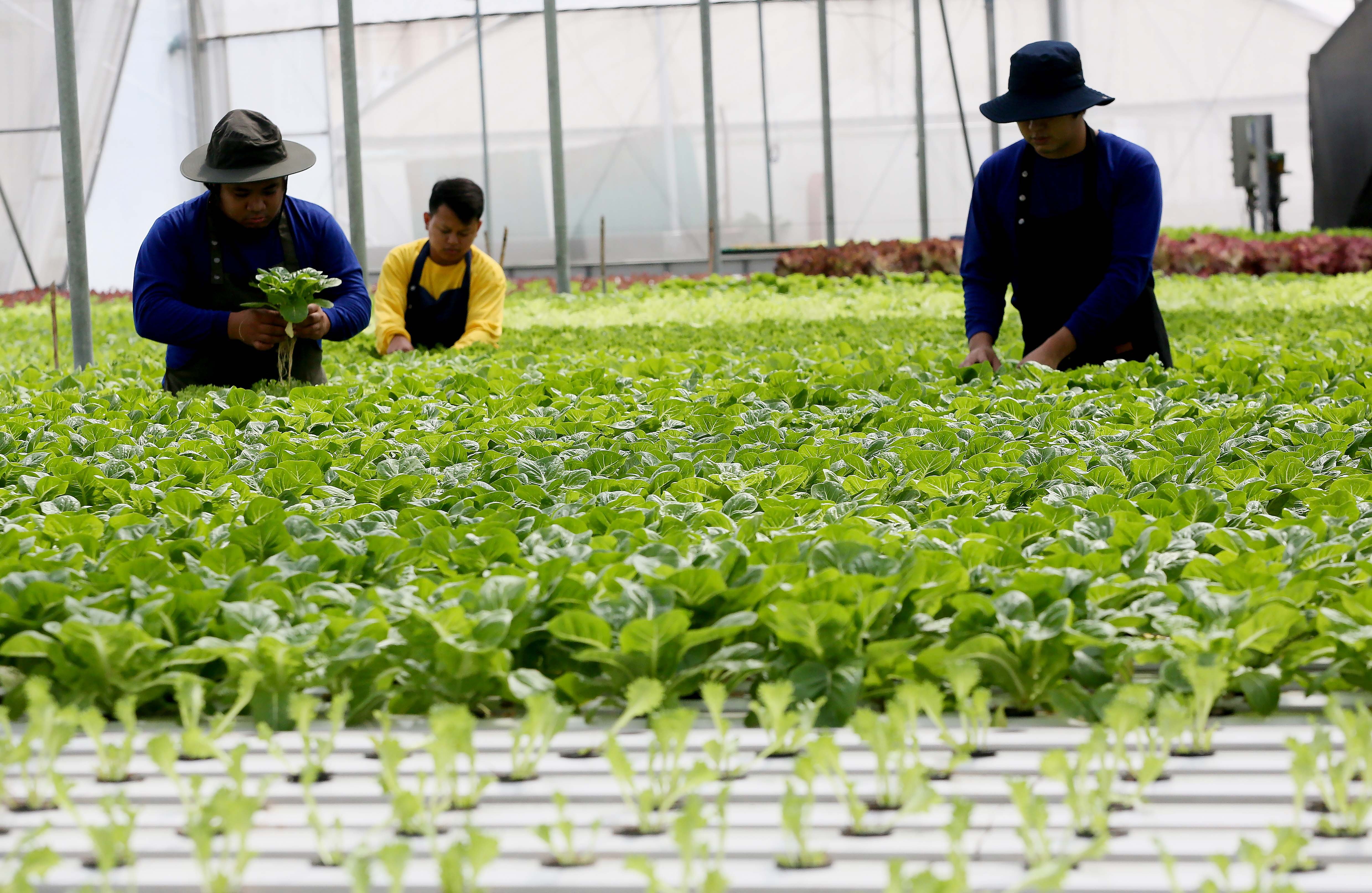 Urban farming may soonbecome a certified career