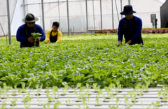 Urban farming may soonbecome a certified career