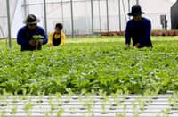 AGRICULTURISTS examine lettuce and arugula grown using the Nutrient Film Technique hydroponics method at Simplicity Academy in Quezon City. The TESDA-accredited school offers free urban hydroponics training to students, unemployed individuals and 4Ps beneficiaries.