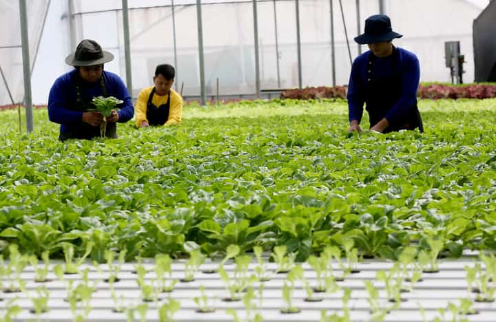 Urban farming may soonbecome a certified career