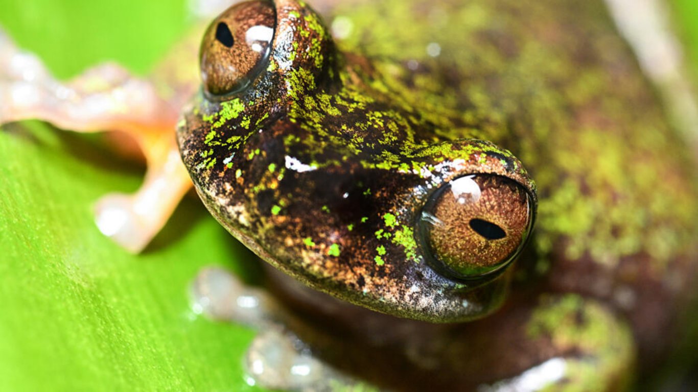 Nocturnal ‘coffee frog’ discovered in plantation