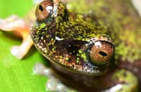 Nocturnal ‘coffee frog’ discovered in plantation