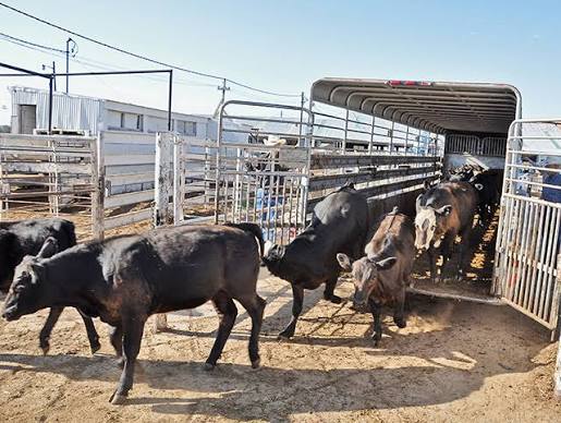 DA bans livestock import due to FMD