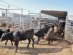 DA bans livestock import due to FMD