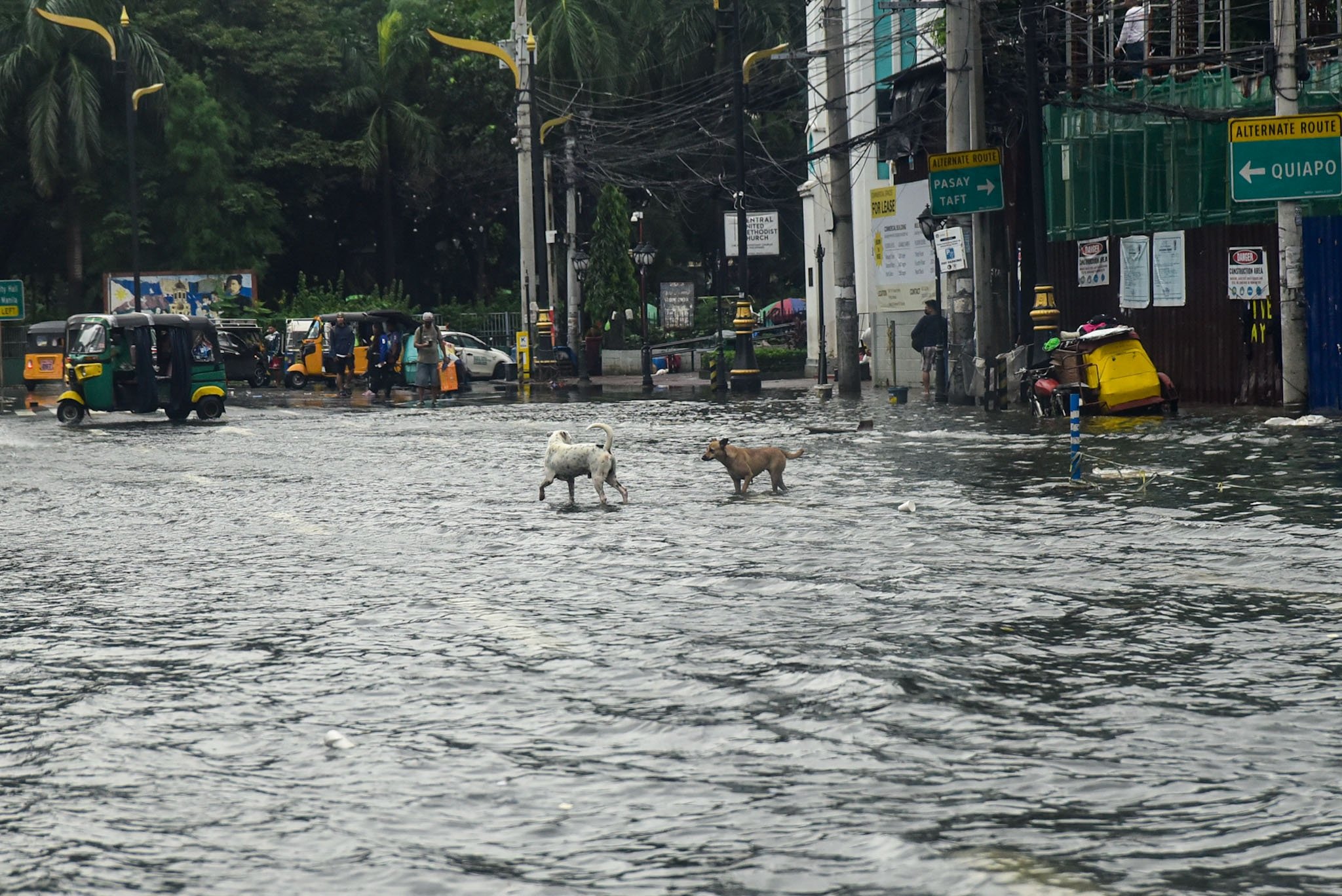 Stray dogs along a flooded Kalaw Avenue