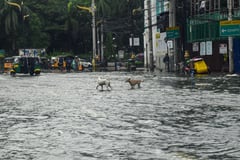 Stray dogs along a flooded Kalaw Avenue