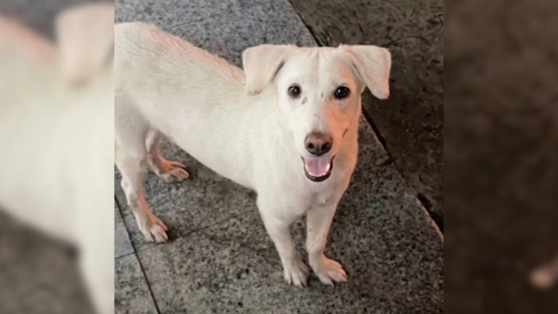 The good boy who found a home
