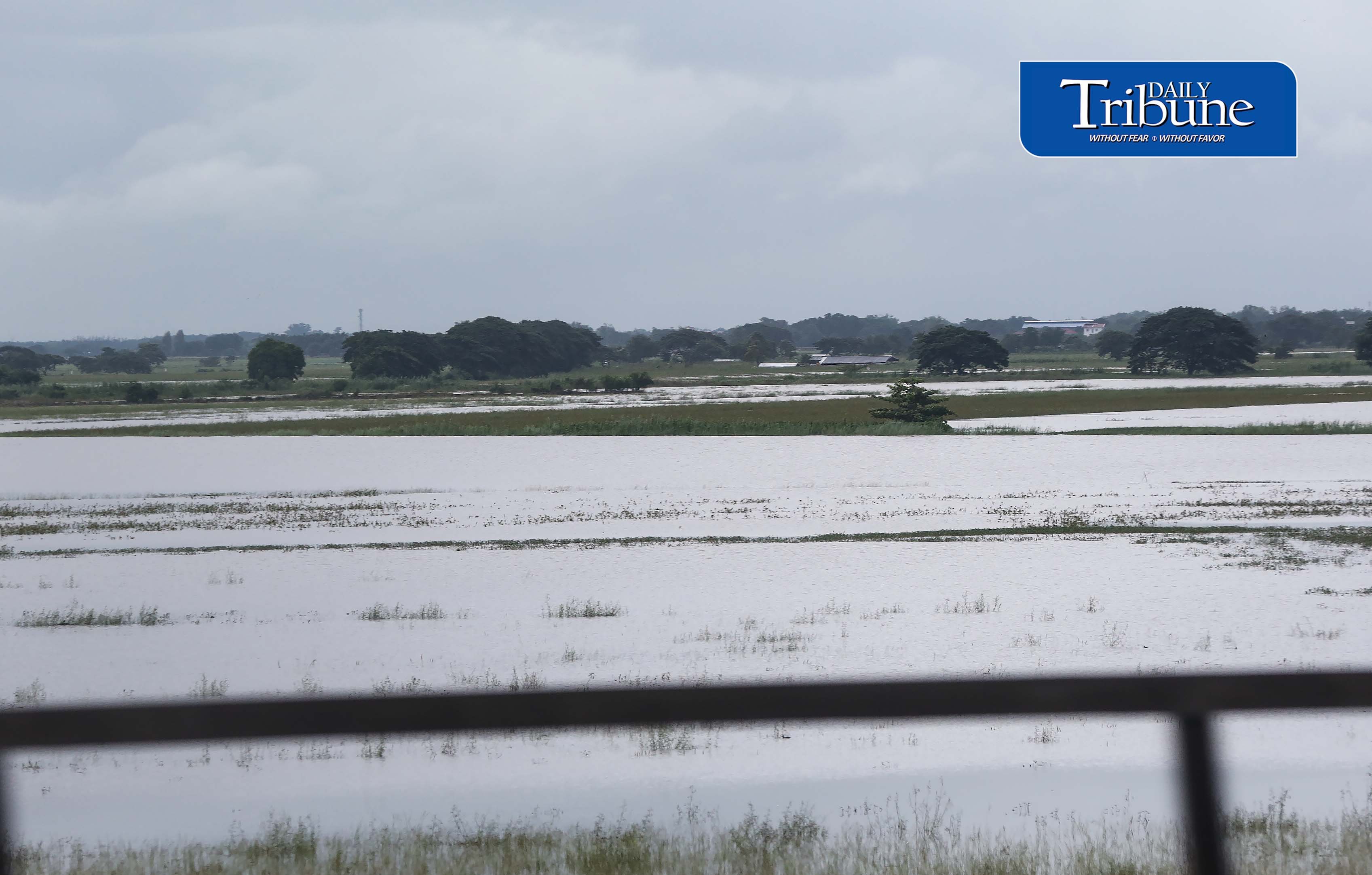 Rice field submerged 