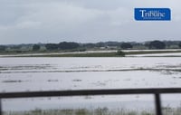 Rice field submerged 